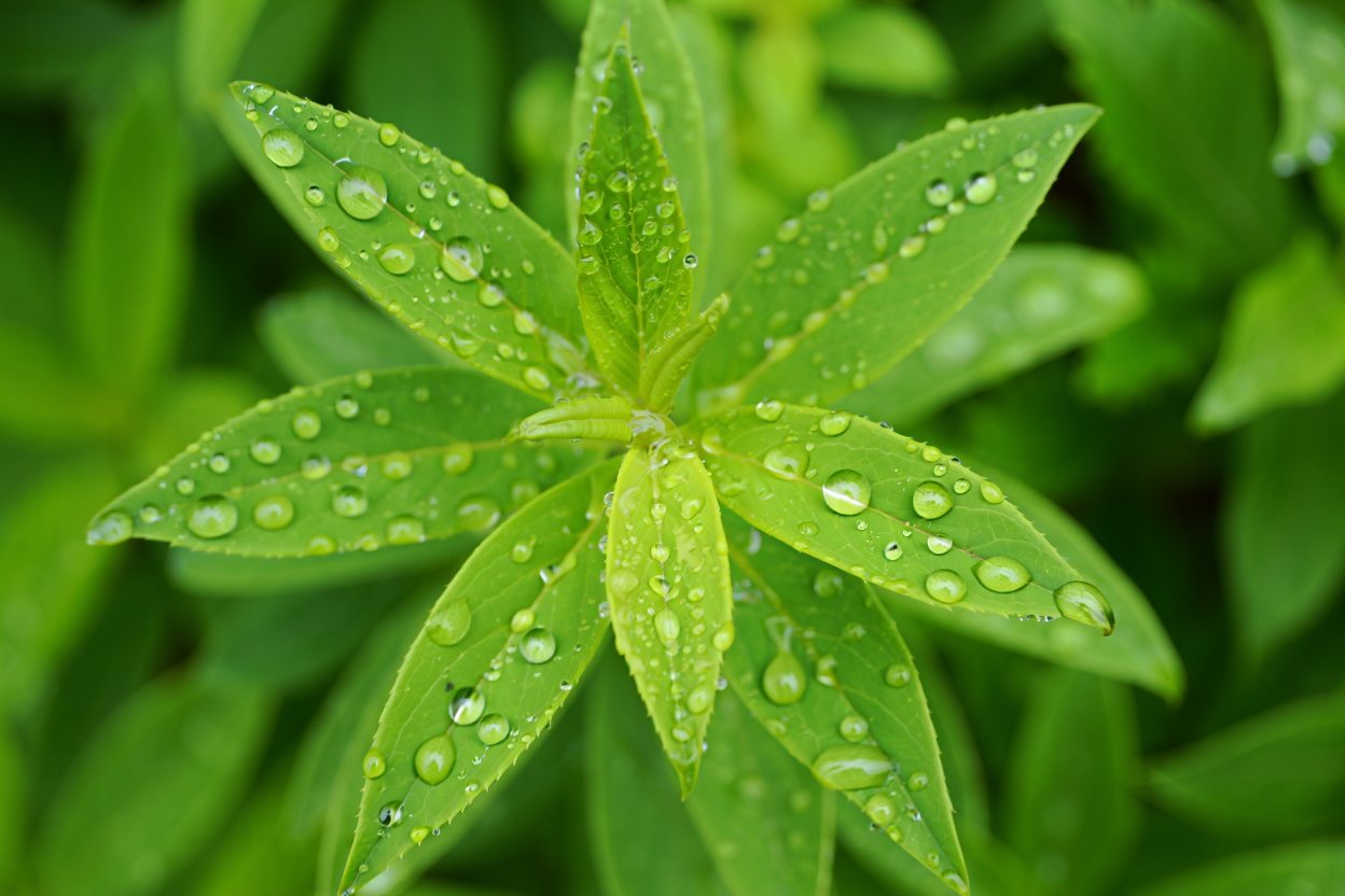 Cluster of vibrant green, lance-shaped leaves covered with numerous spherical water droplets of varying sizes
