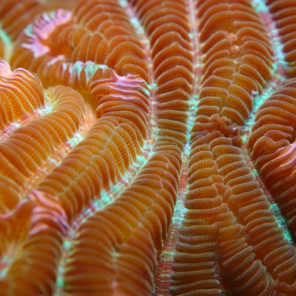 An extreme close-up macro underwater photography of a coral colony