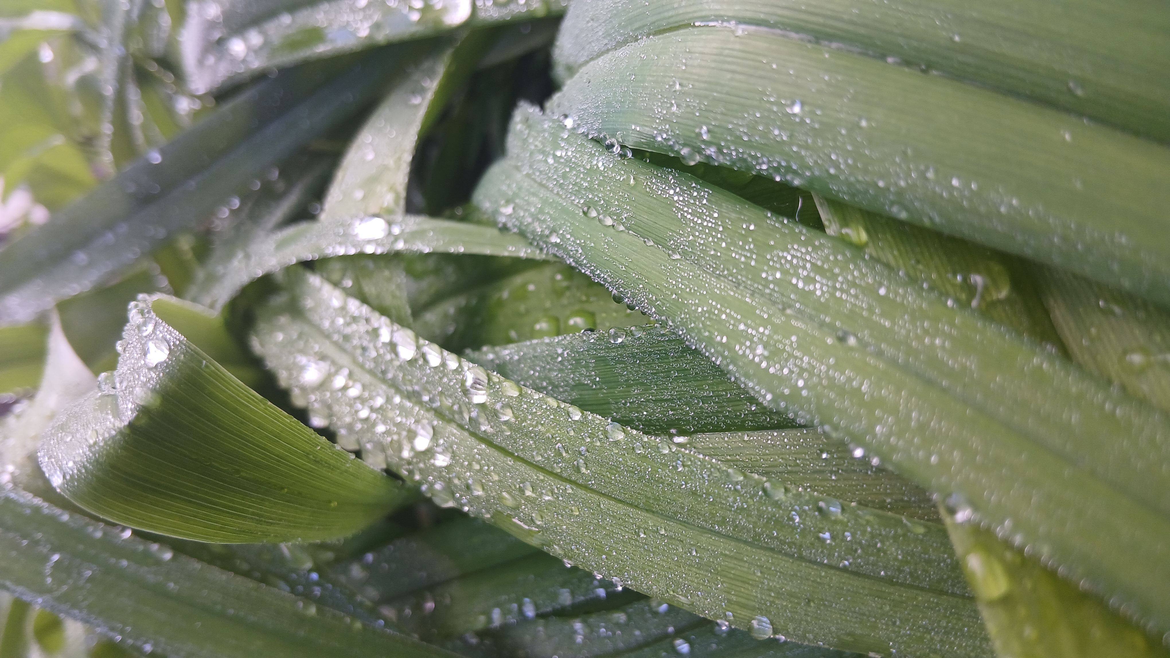 Macro drops Photography